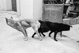 Studio Julian Kroehl